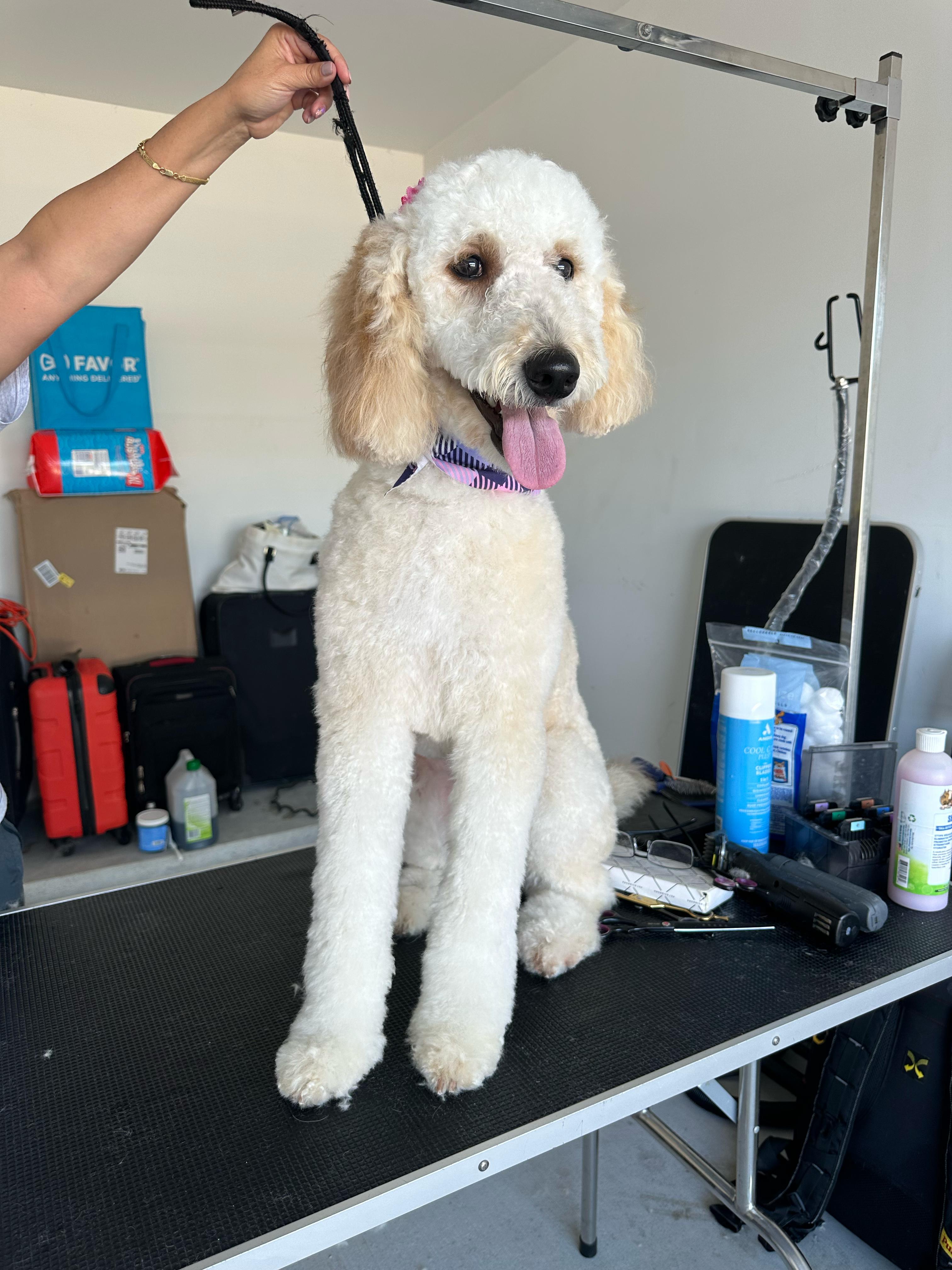 Goldendoodle grooming
