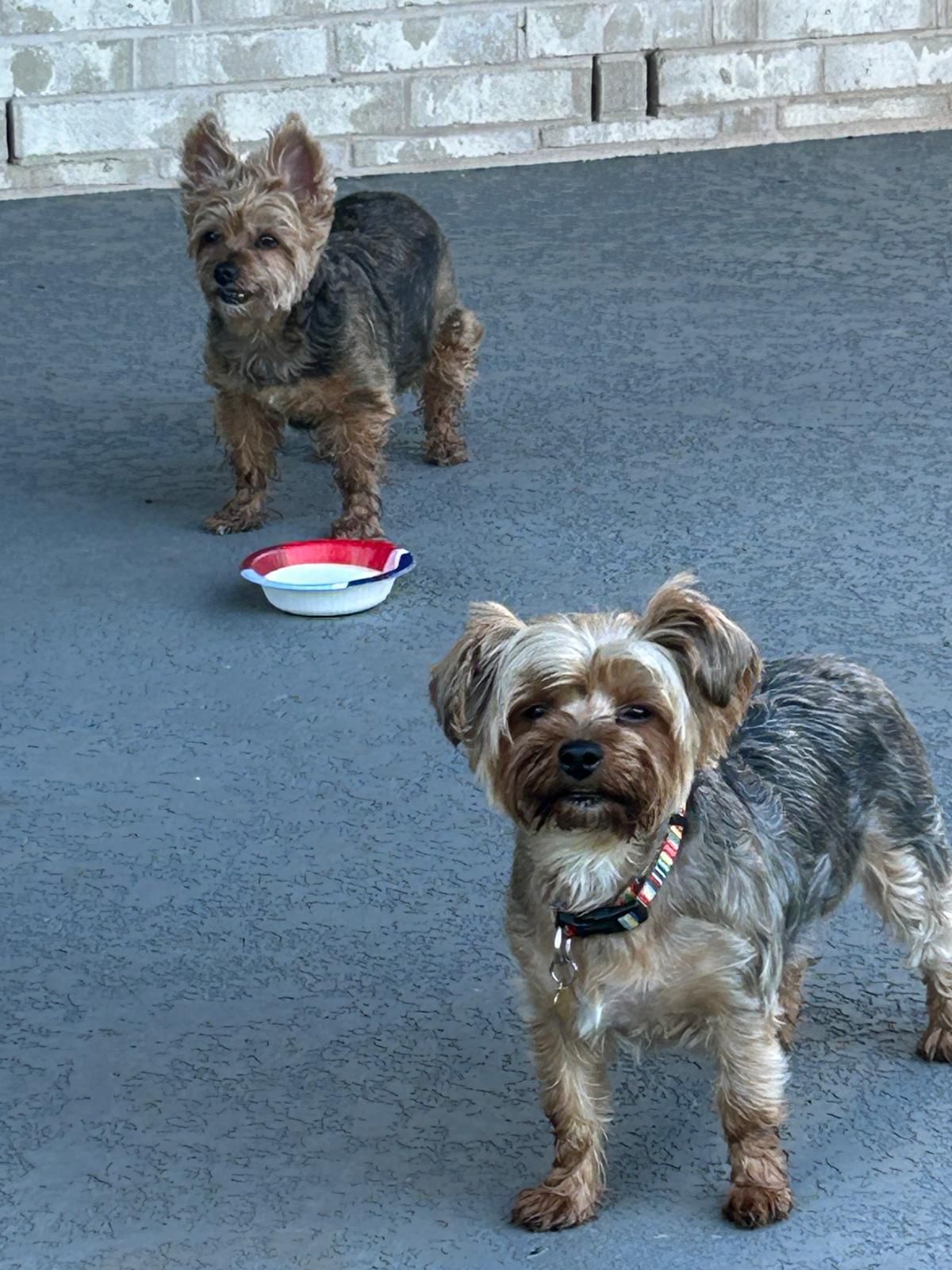 Two Yorkies