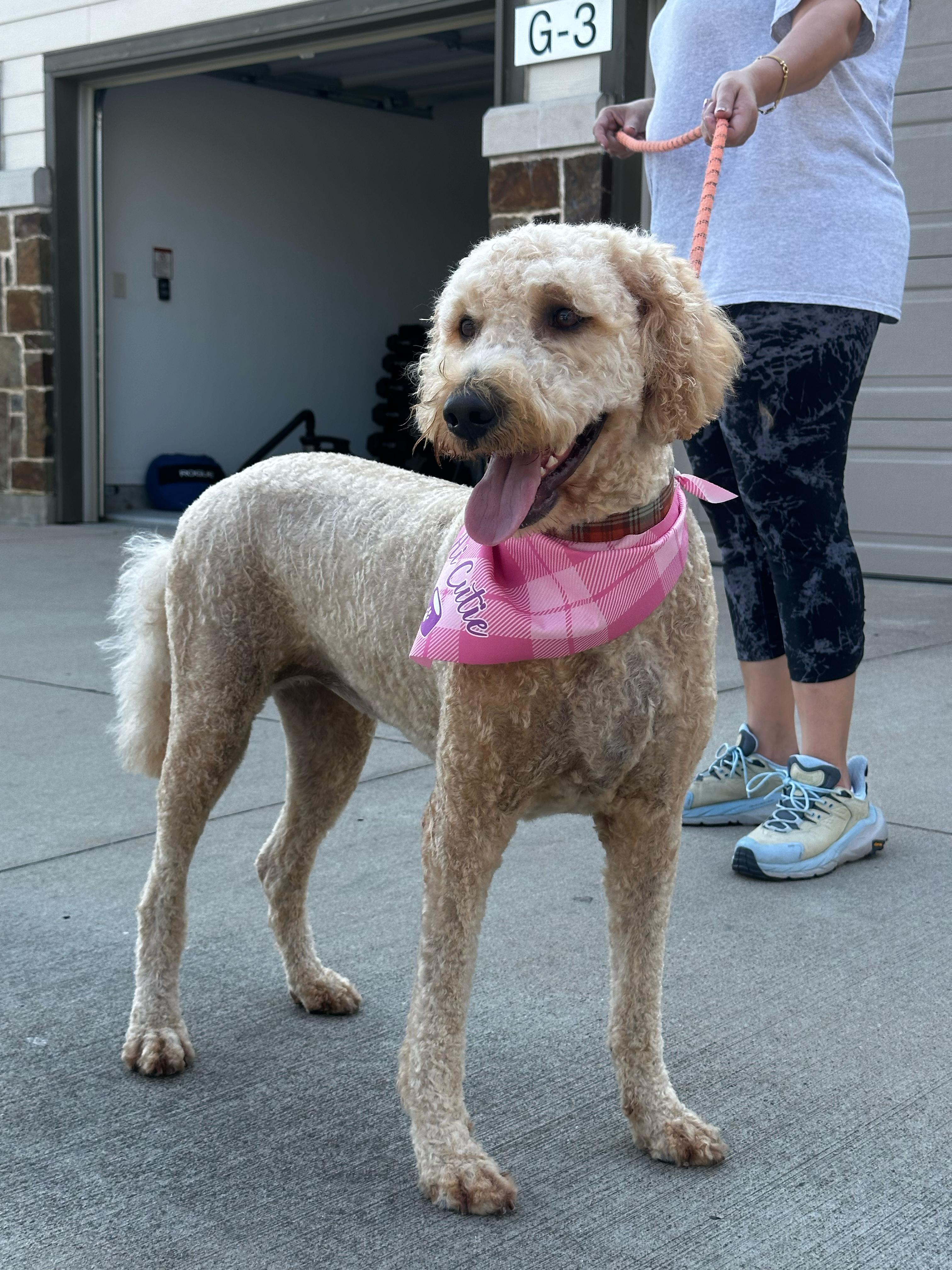 Goldendoodle with pink bandana
