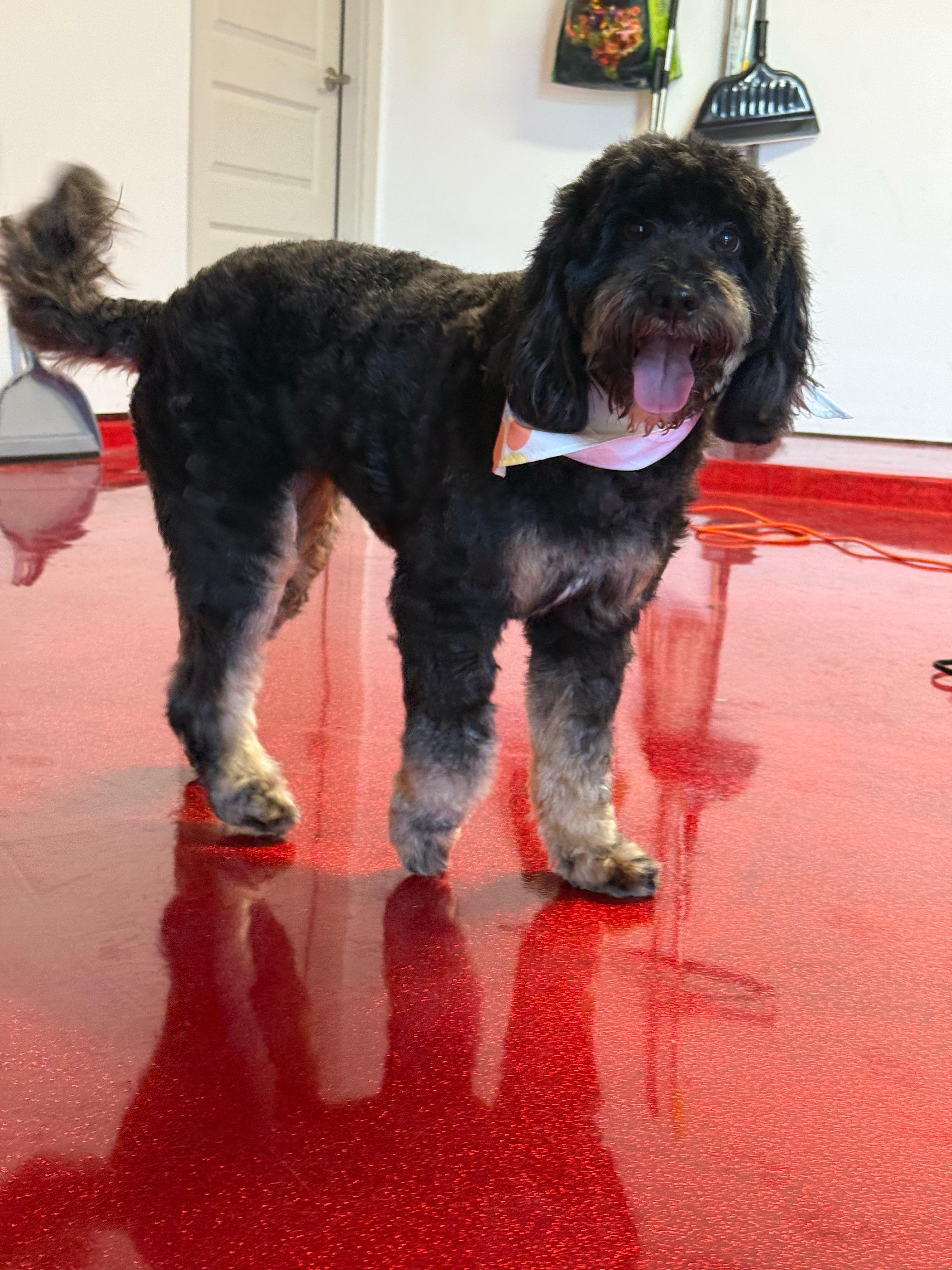 Sheepadoodle on red floor