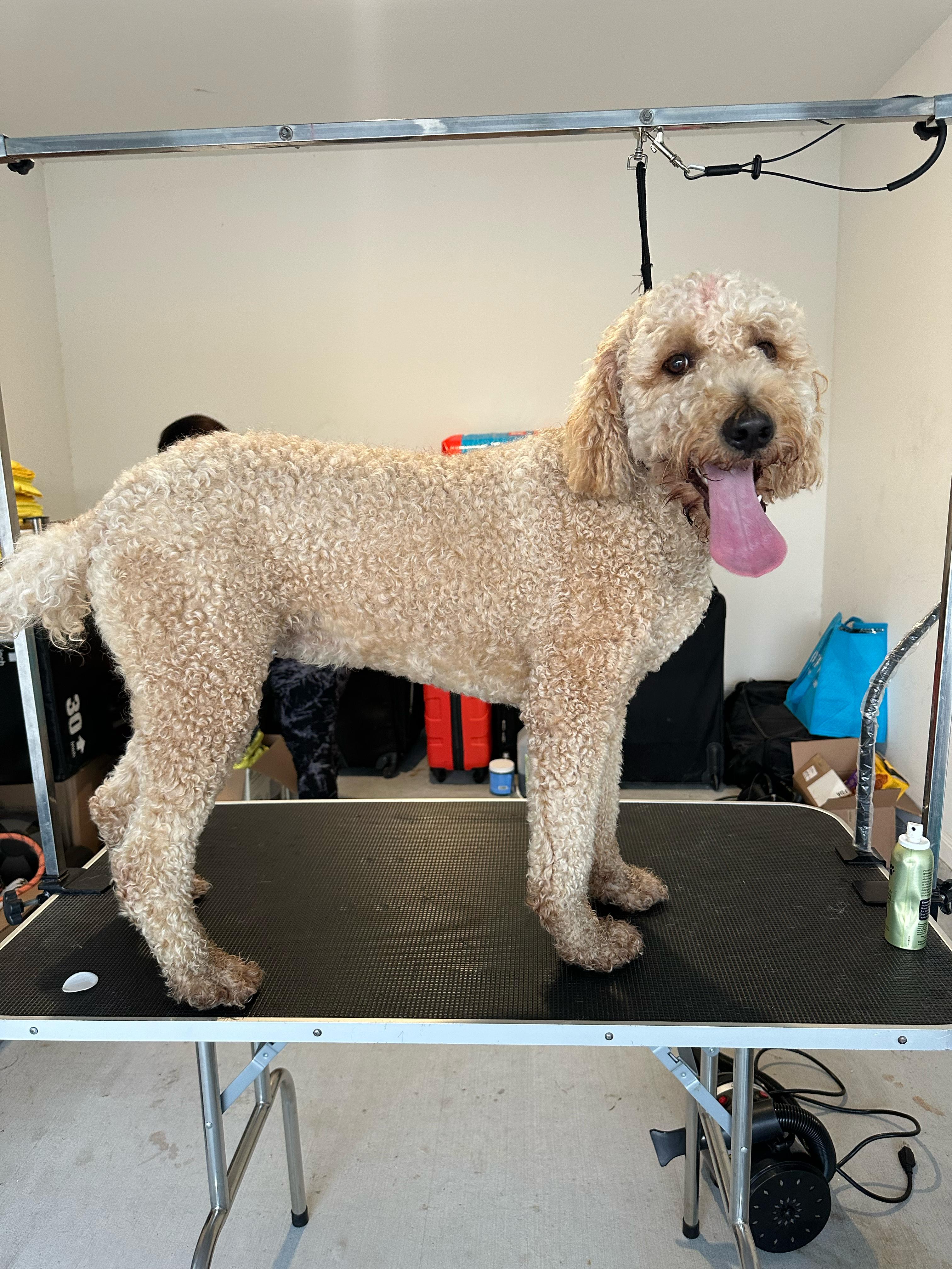 Goldendoodle grooming