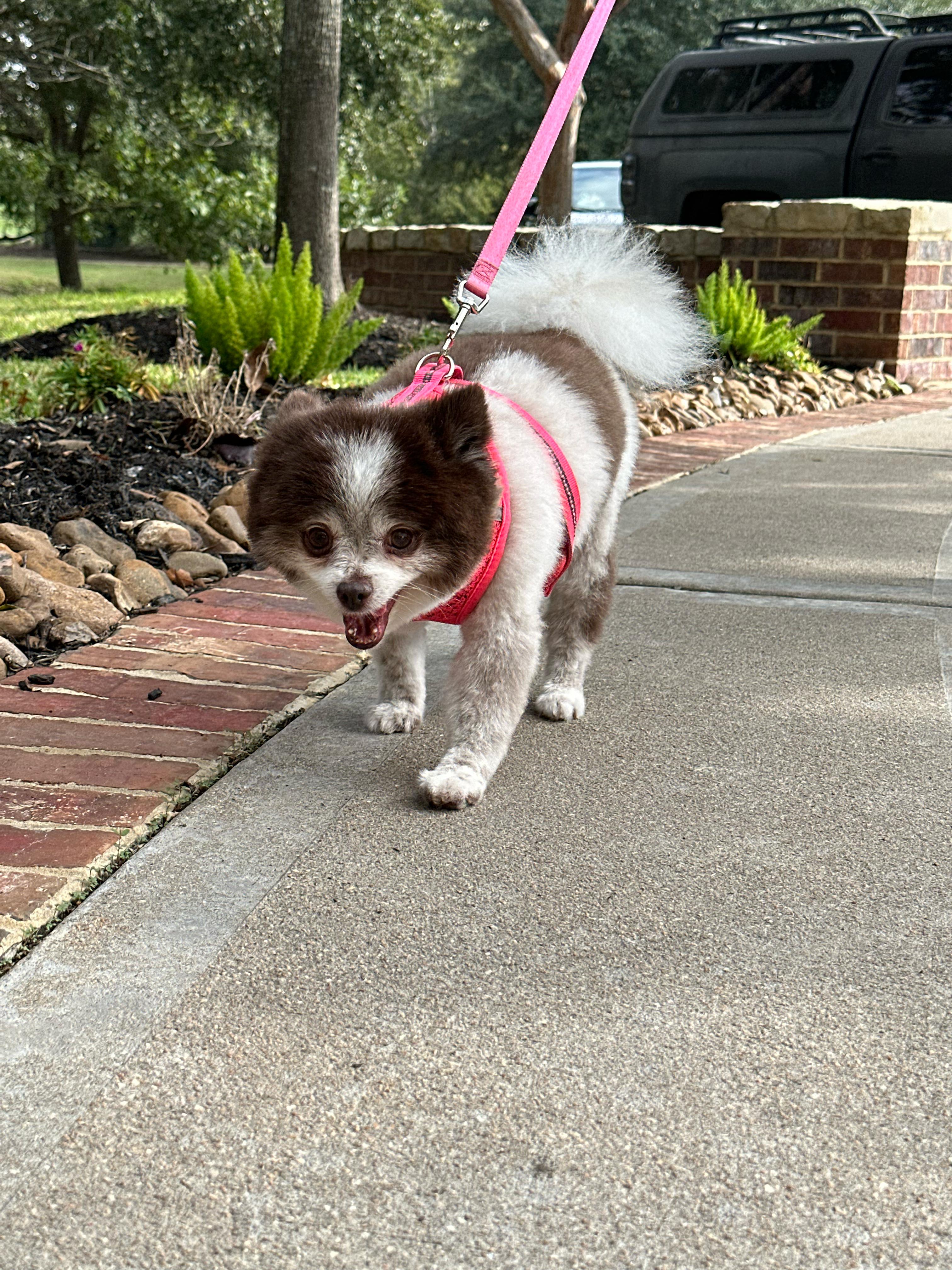 Pomeranian walk