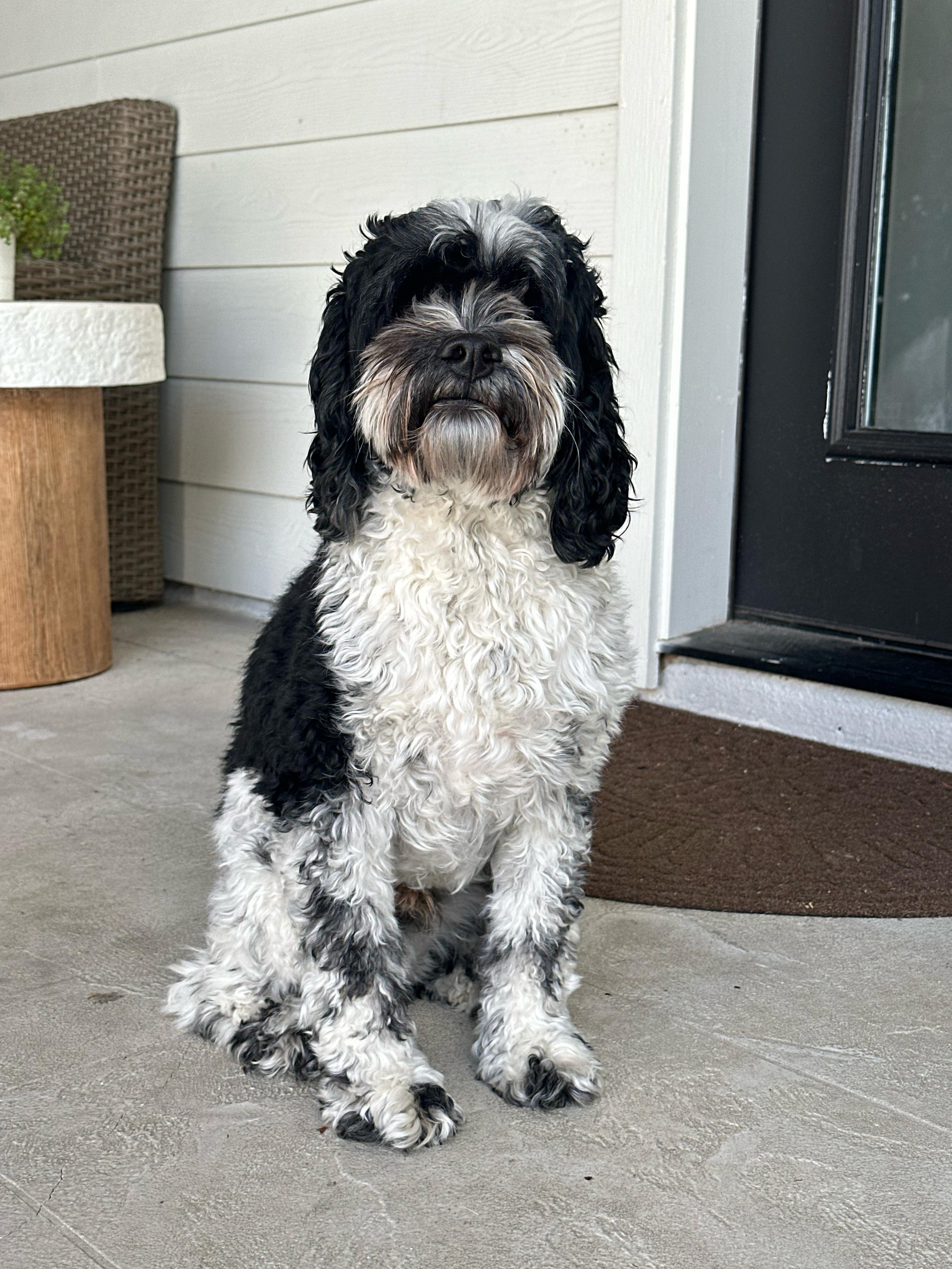 Cockapoo porch